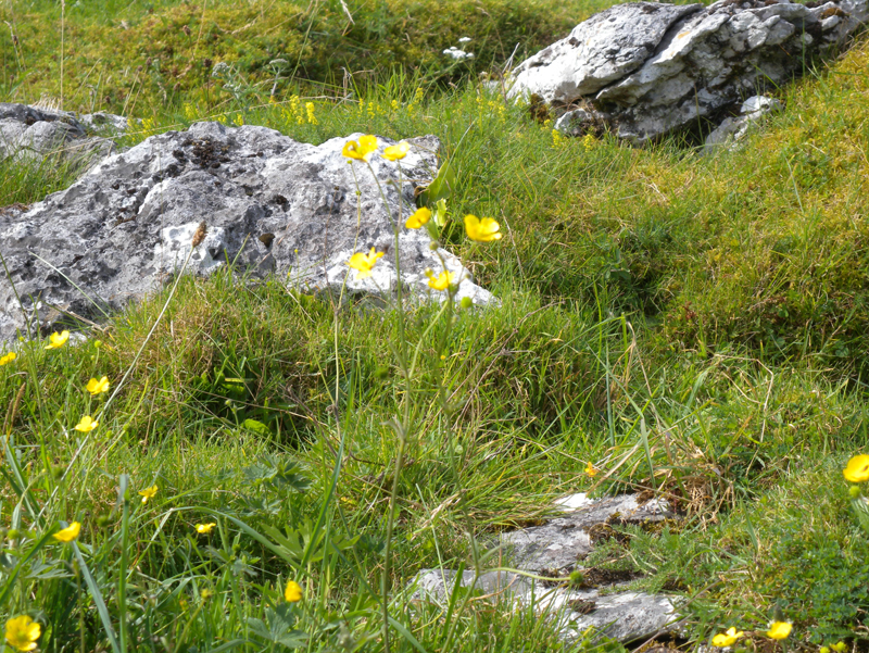 DSCN0521