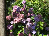 DSCN0740
