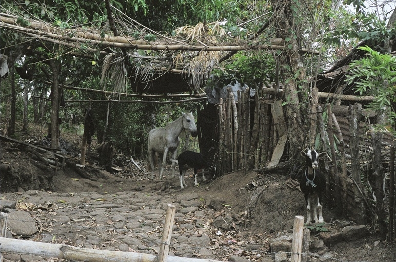 sal_goats1