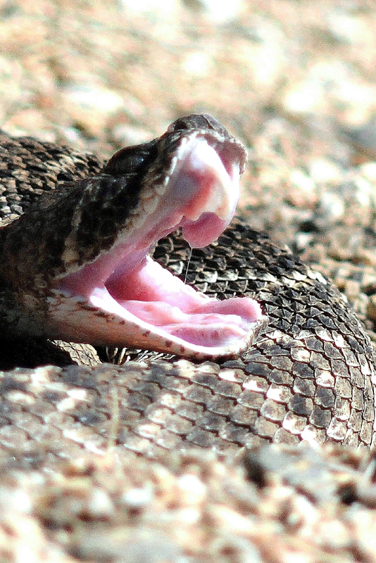 Arizona 3423_Snake