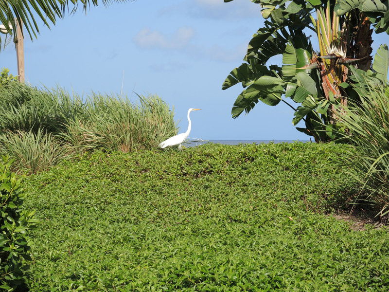 Nevis_032015_005