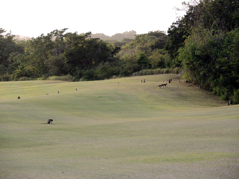 Nevis_032015_018