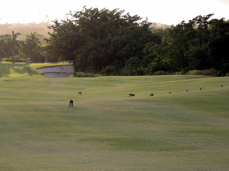 Nevis_032015_019