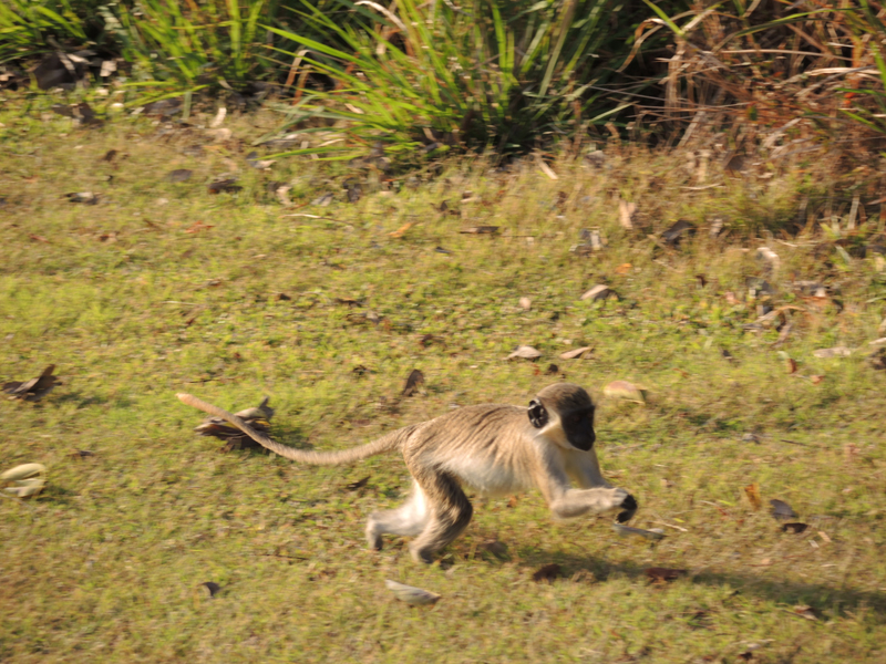 Nevis_032015_025