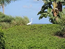 Nevis_032015_005