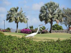 Nevis_032015_006