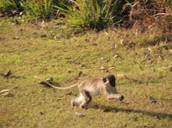 Nevis_032015_025