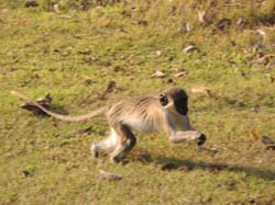Nevis_032015_026